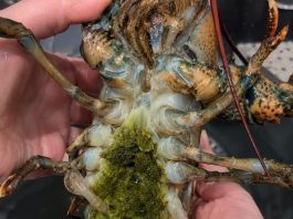 The Mystery of Lobster’s Green Goodies