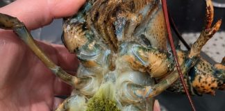 The Mystery of Lobster’s Green Goodies