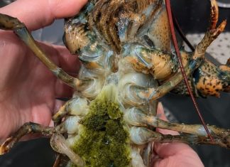 The Mystery of Lobster’s Green Goodies