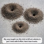 My Nana Taught Me This Trick to Kill Ant Colonies in Just 3 Mins With 0 Effort. Here’s How It Works
