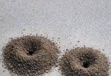 My Nana Taught Me This Trick to Kill Ant Colonies in Just 3 Mins With 0 Effort. Here’s How It Works