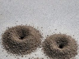 My Nana Taught Me This Trick to Kill Ant Colonies in Just 3 Mins With 0 Effort. Here’s How It Works