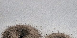 My Nana Taught Me This Trick to Kill Ant Colonies in Just 3 Mins With 0 Effort. Here’s How It Works