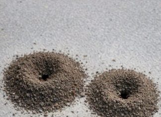 My Nana Taught Me This Trick to Kill Ant Colonies in Just 3 Mins With 0 Effort. Here’s How It Works