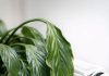 Here is how to perk up a sad peace lily when winter heat dries it out