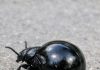 This Strange Bug Was Crawling Near My Porch. It’s Shiny Black and Has a Huge, Swollen Rear End with Wings That Look Way Too Small Like a Vest. It Looks Alien. What Is This Thing?