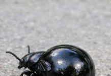 This Strange Bug Was Crawling Near My Porch. It’s Shiny Black and Has a Huge, Swollen Rear End with Wings That Look Way Too Small Like a Vest. It Looks Alien. What Is This Thing?
