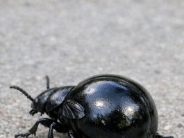 This Strange Bug Was Crawling Near My Porch. It’s Shiny Black and Has a Huge, Swollen Rear End with Wings That Look Way Too Small Like a Vest. It Looks Alien. What Is This Thing?