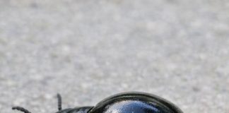 This Strange Bug Was Crawling Near My Porch. It’s Shiny Black and Has a Huge, Swollen Rear End with Wings That Look Way Too Small Like a Vest. It Looks Alien. What Is This Thing?