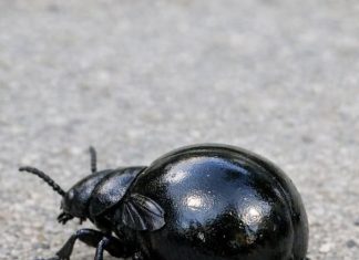 This Strange Bug Was Crawling Near My Porch. It’s Shiny Black and Has a Huge, Swollen Rear End with Wings That Look Way Too Small Like a Vest. It Looks Alien. What Is This Thing?