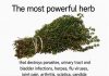 Can One Herb Really Destroy Parasites and Fight Urinary Tract Infections? Here’s What the Science Says