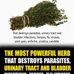 Can One Herb Really Destroy Parasites and Fight Urinary Tract Infections? Here’s What the Science Says