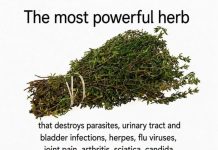 Can One Herb Really Destroy Parasites and Fight Urinary Tract Infections? Here’s What the Science Says