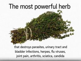 Can One Herb Really Destroy Parasites and Fight Urinary Tract Infections? Here’s What the Science Says