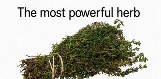 Can One Herb Really Destroy Parasites and Fight Urinary Tract Infections? Here’s What the Science Says