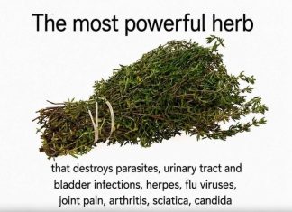 Can One Herb Really Destroy Parasites and Fight Urinary Tract Infections? Here’s What the Science Says