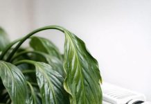 Here is how to perk up a sad peace lily when winter heat dries it out