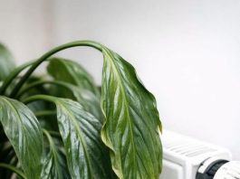 Here is how to perk up a sad peace lily when winter heat dries it out