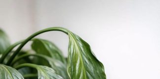 Here is how to perk up a sad peace lily when winter heat dries it out