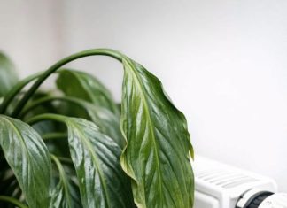 Here is how to perk up a sad peace lily when winter heat dries it out