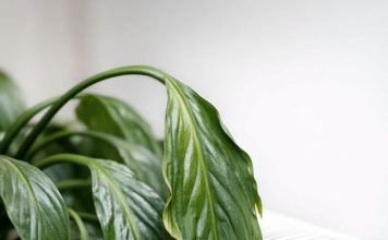Here is how to perk up a sad peace lily when winter heat dries it out