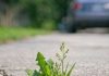 My grandpa taught me this trick to kill driveway weeds with 0 effort. Here’s how it works