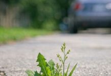 My grandpa taught me this trick to kill driveway weeds with 0 effort. Here’s how it works