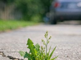 My grandpa taught me this trick to kill driveway weeds with 0 effort. Here’s how it works
