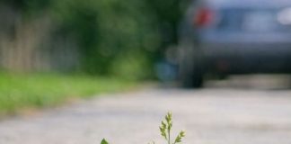 My grandpa taught me this trick to kill driveway weeds with 0 effort. Here’s how it works
