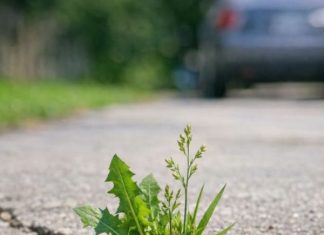 My grandpa taught me this trick to kill driveway weeds with 0 effort. Here’s how it works