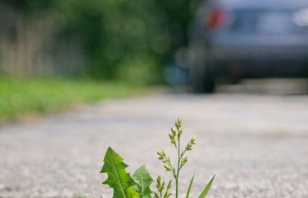 My grandpa taught me this trick to kill driveway weeds with 0 effort. Here’s how it works