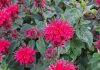All Gardeners Should Grow This Native Perennial. Here’s Why