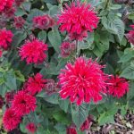 All Gardeners Should Grow This Native Perennial. Here’s Why