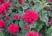 All Gardeners Should Grow This Native Perennial. Here’s Why