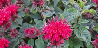 All Gardeners Should Grow This Native Perennial. Here’s Why