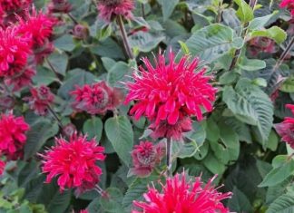 All Gardeners Should Grow This Native Perennial. Here’s Why