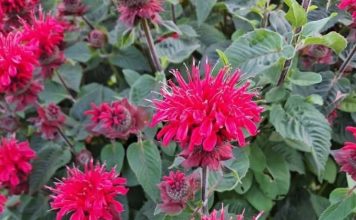 All Gardeners Should Grow This Native Perennial. Here’s Why