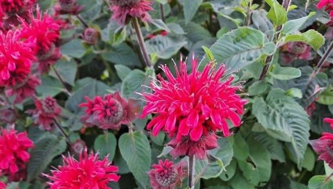 All Gardeners Should Grow This Native Perennial. Here’s Why