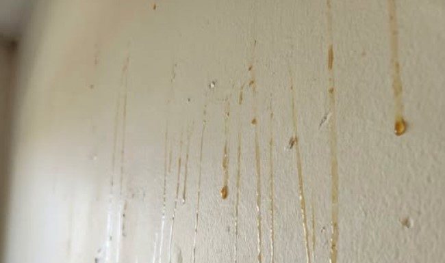 Yellow Stuff Starts Dripping Down Your Bathroom Walls? Here’s What It Might Be
