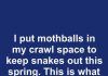 I put mothballs in my crawl space to keep snakes out this spring. This is what happened