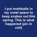 I put mothballs in my crawl space to keep snakes out this spring. This is what happened