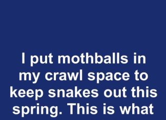 I put mothballs in my crawl space to keep snakes out this spring. This is what happened