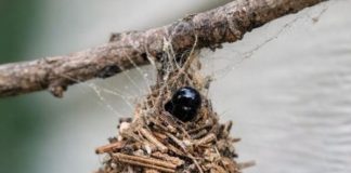 I Thought This Was Just Debris Caught in a Web Until It Started Dragging Itself Up the Siding. It Looks Like a Cone Made Out of Dried Pine Needles and Twigs with a Little Black Head Poking Out. What on Earth Is This?