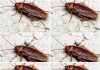 Did You Know That If Cockroaches Come to Your Home, It’s a Sign That…