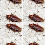 Did You Know That If Cockroaches Come to Your Home, It’s a Sign That…