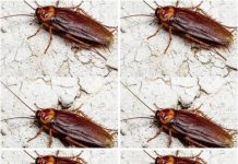 Did You Know That If Cockroaches Come to Your Home, It’s a Sign That…