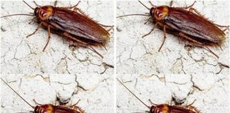 Did You Know That If Cockroaches Come to Your Home, It’s a Sign That…