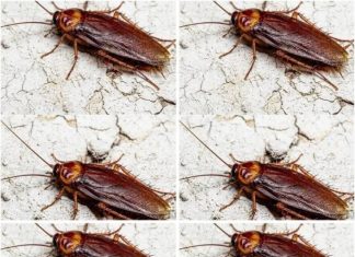 Did You Know That If Cockroaches Come to Your Home, It’s a Sign That…