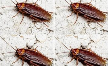 Did You Know That If Cockroaches Come to Your Home, It’s a Sign That…