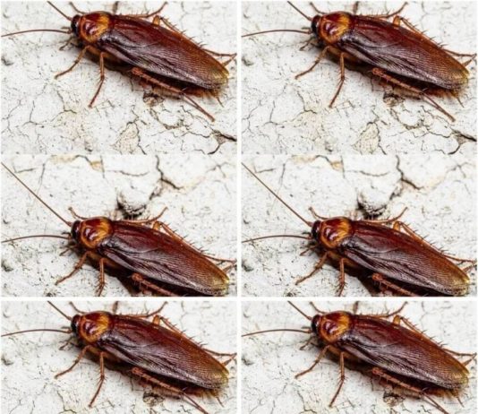 Did You Know That If Cockroaches Come to Your Home, It’s a Sign That…
